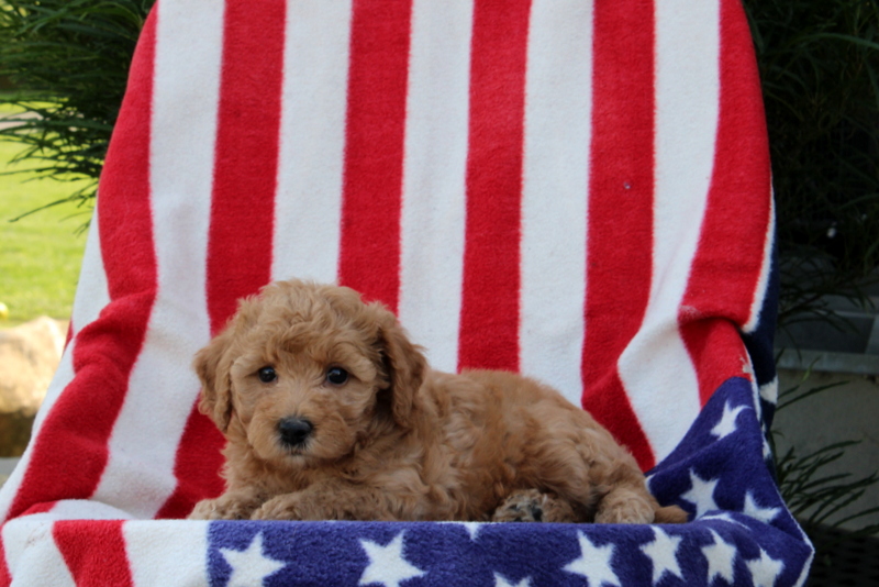 puppy, for, sale, Morki-Poo, Matthew B. Stoltzfus, dog, breeder, Gap, PA, dog-breeder, puppy-for-sale, forsale, nearby, find, puppyfind, locator, puppylocator, aca
